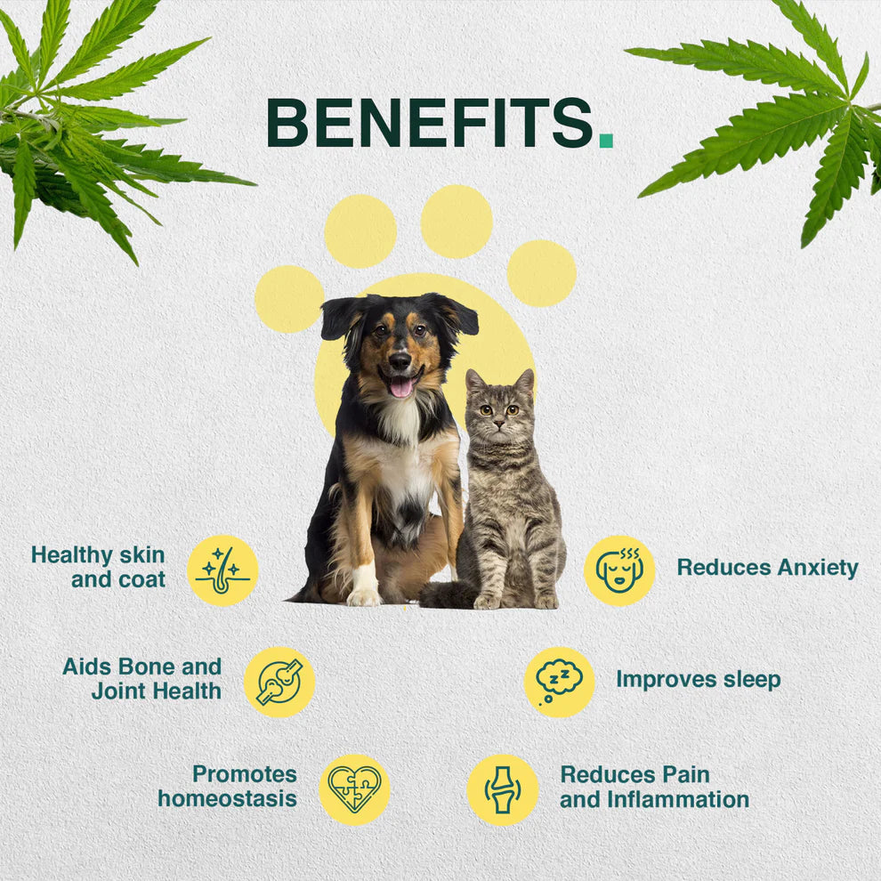 Cannavedic Pet CBD oil – 1500mg | 30ml - 50mg/ml