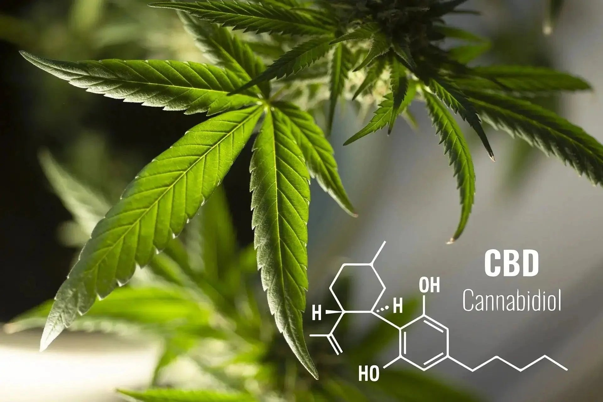 CBD Full Form.