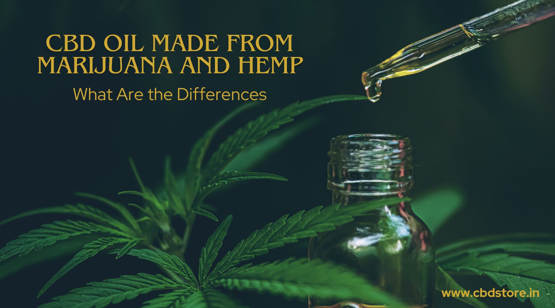 CBD Oil Made from Marijuana and Hemp: What Are the Differences