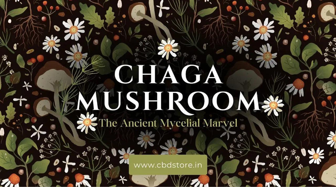 Chaga Mushroom: The ancient mycelial marvel on the frontlines of modern-day medicine - CBD Store India