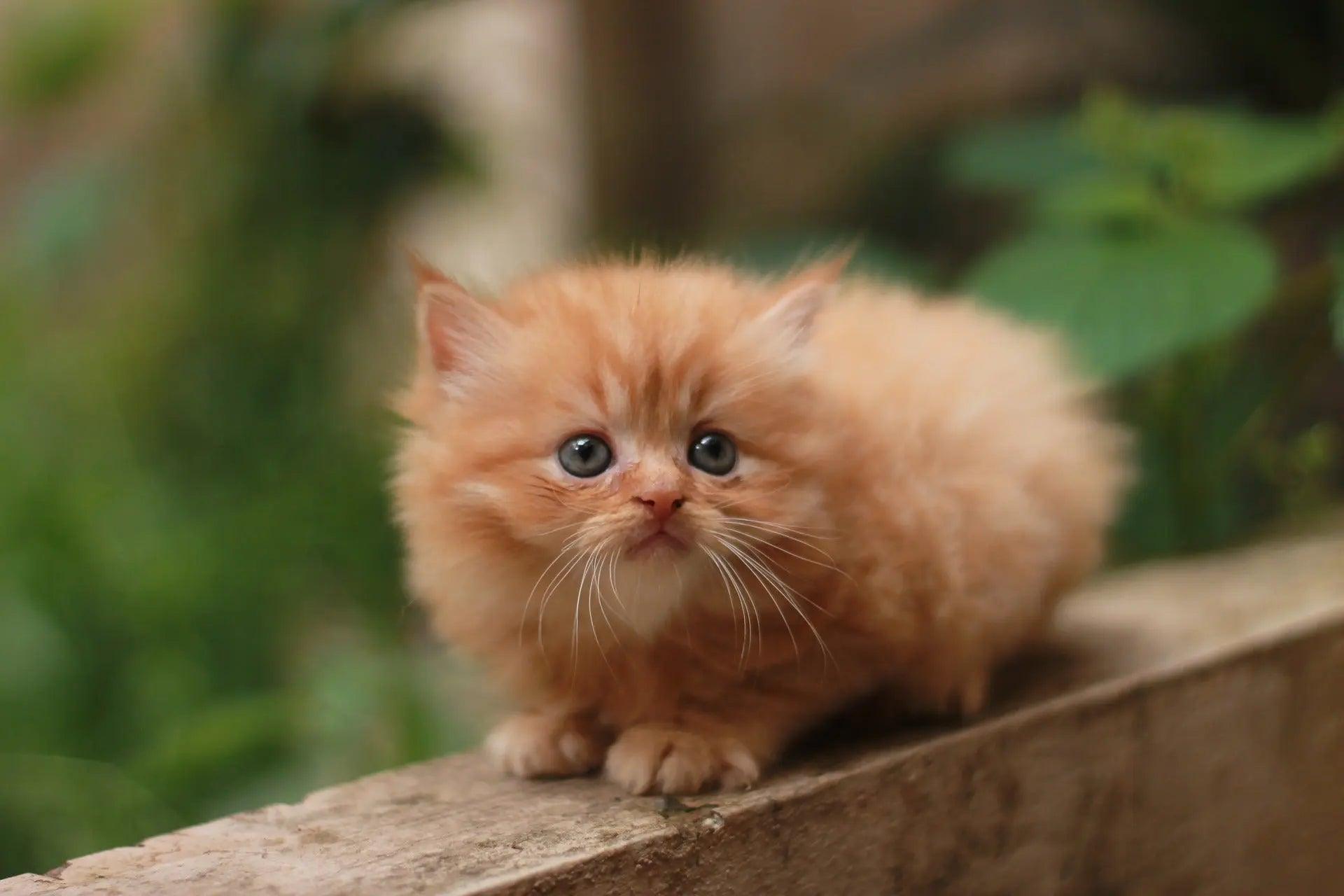 How CBD can help Persian Cats cope with the Indian Climate.