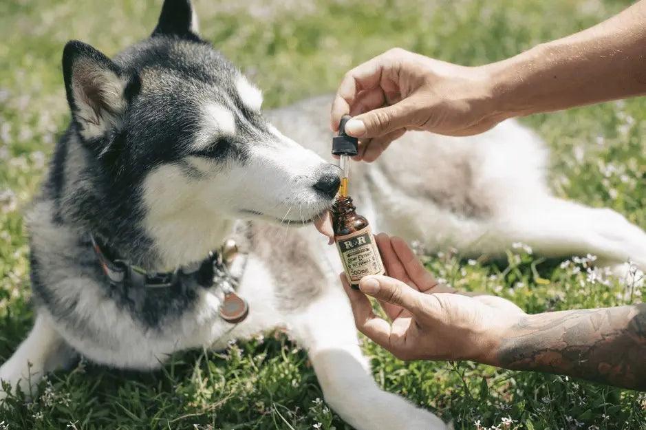 How CBD can help Siberian Huskies cope with the hot Indian climate.