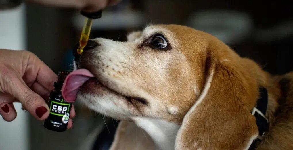 How is CBD beneficial for pets?.