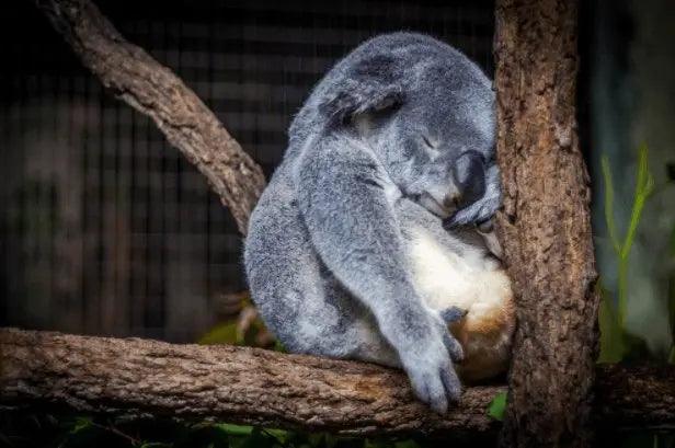 How sleeplessness affects your daily life and what you can do to help.
