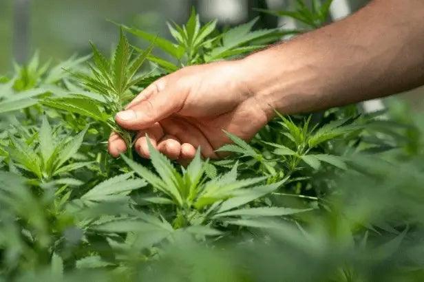 Understanding CBG and CBN: the lesser known heroes of Hemp.
