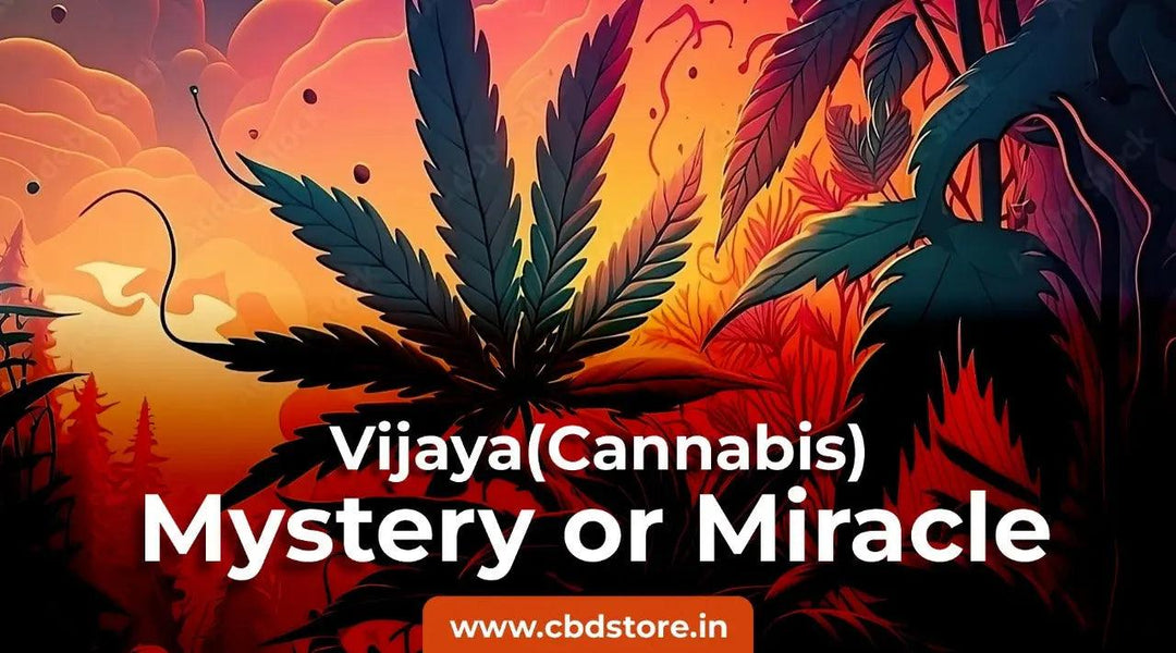 Vijaya (Cannabis) : Unveiling the Controversy - Is it a Menace or a Miracle - CBD Store India