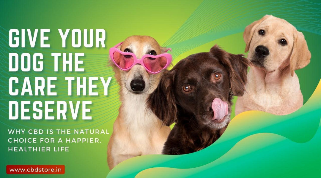 CBD Oil for Dogs: The Natural Choice for a Happier, Healthier Life - CBD Store India