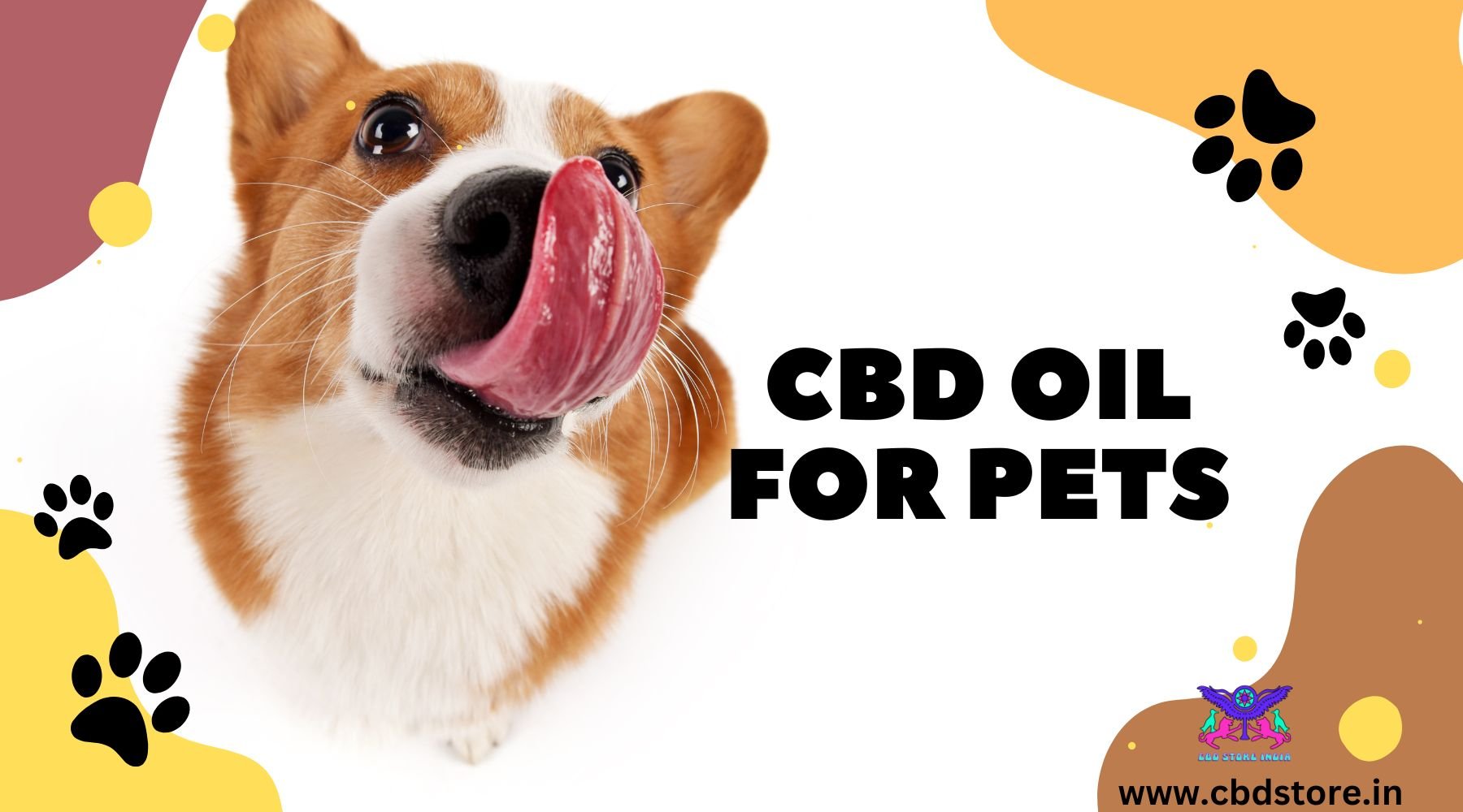 Can CBD Really Help Your Pets Anxiety? - CBD Store India