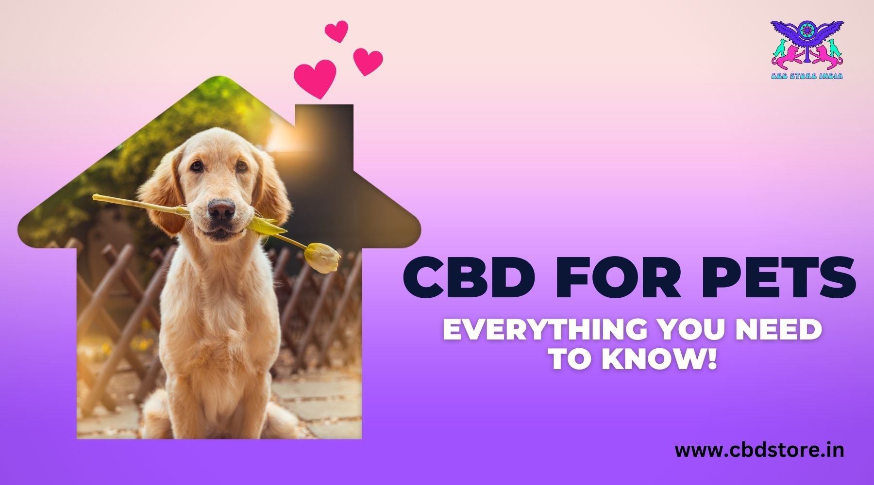 CBD For PETS: Everything you need to know! - CBD Store India