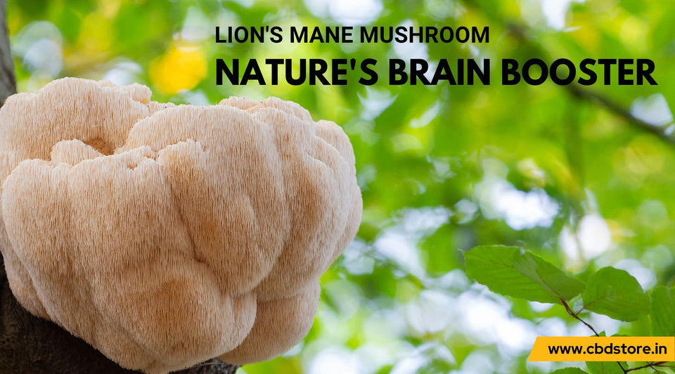 Lions Mane Mushroom Suppliments