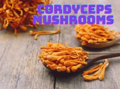 Cordyceps Mushroom Supplements