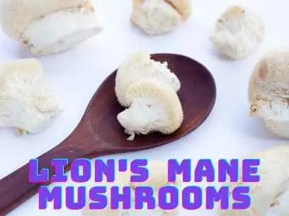 Lions Mane Mushroom Supplements