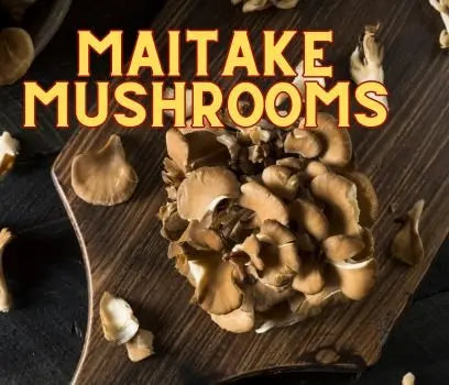 Maitake Mushroom Suppliments