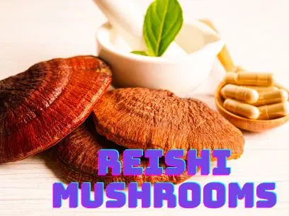 Reishi Mushroom Suppliment