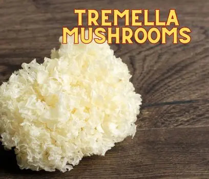 Tremella Mushroom Supplements