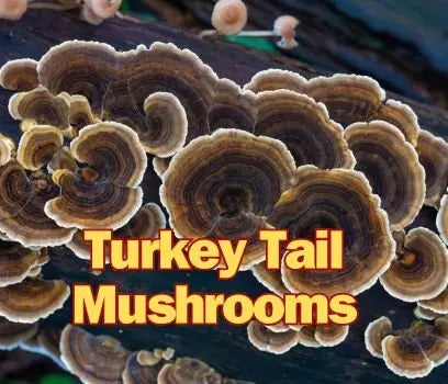 Turkey Tail Mushroom Supplements