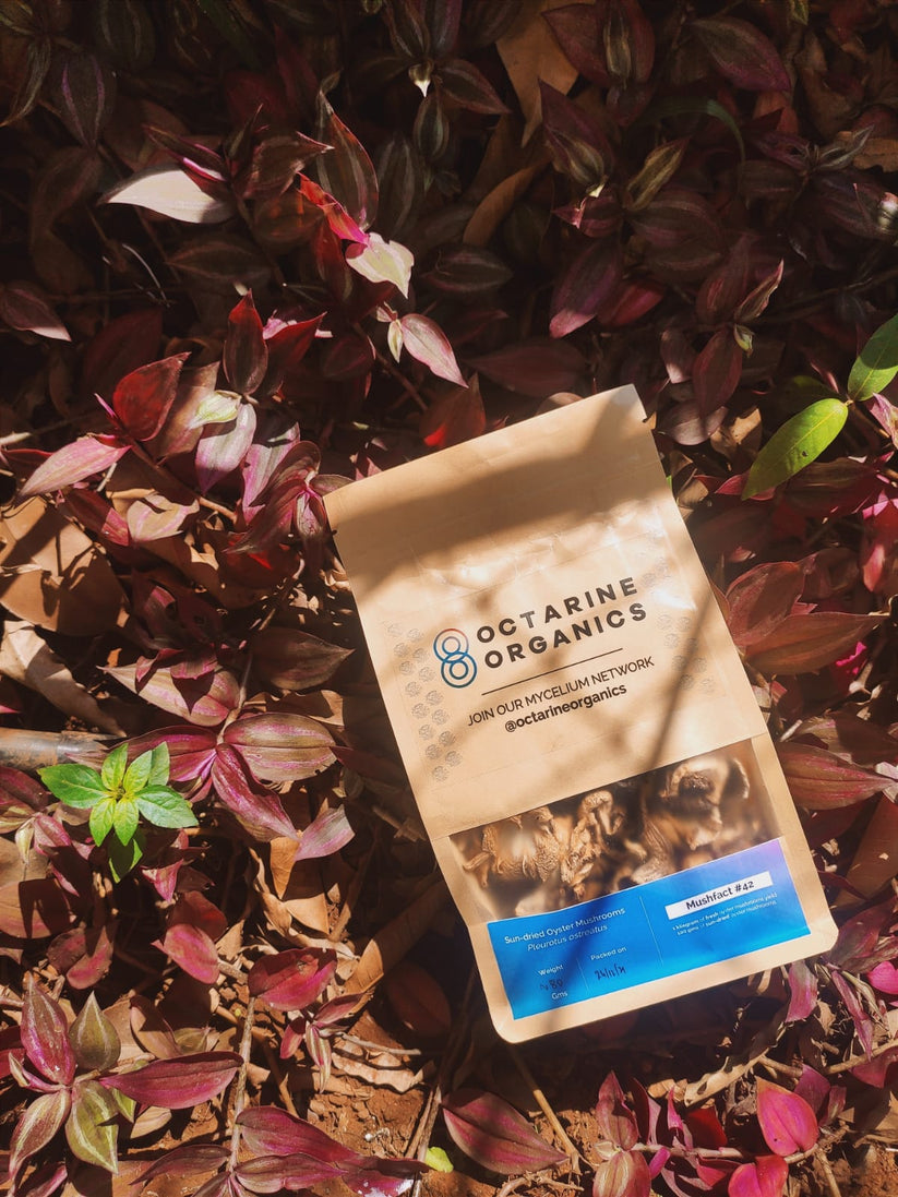 Octarine Organics Dried Oyster Mushrooms – Nutrient-Rich Culinary Superfood