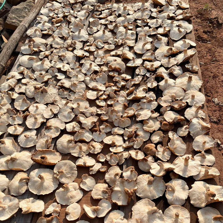 Octarine Organics Shiitake Mushroom Extract - Nourish (पोषण) | Skin & Immunity Support