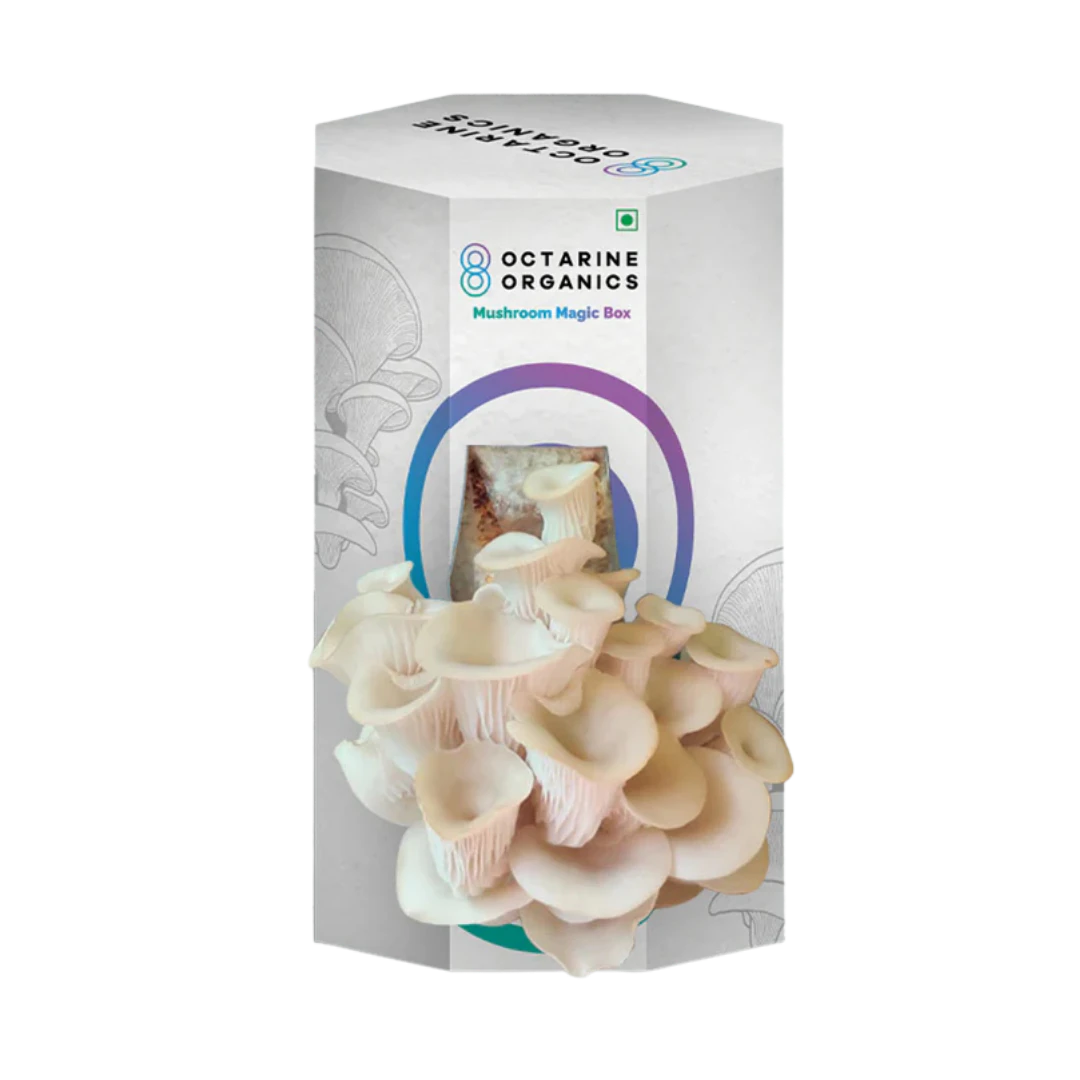 Octarine Organics OO Magic Box | Oyster Mushroom Growing Kit