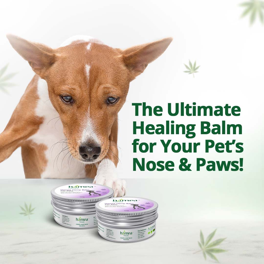 Hampa Wellness Hemp Balm for PetsHemp Balm for Pets