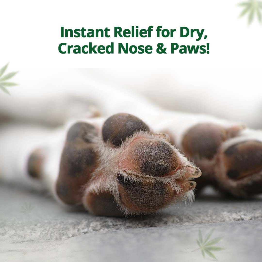 Hampa Wellness Hemp Balm for PetsHemp Balm for Pets