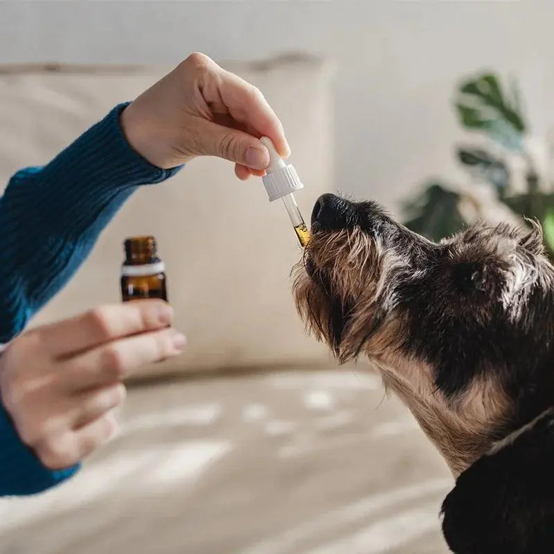 Cannaking- Hemp Seed Oil For Pets- 50 ml.