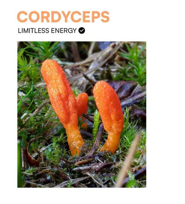 Chimp x Herbs Cordyceps Tincture | Physical Energy & Stamina Support 30ml