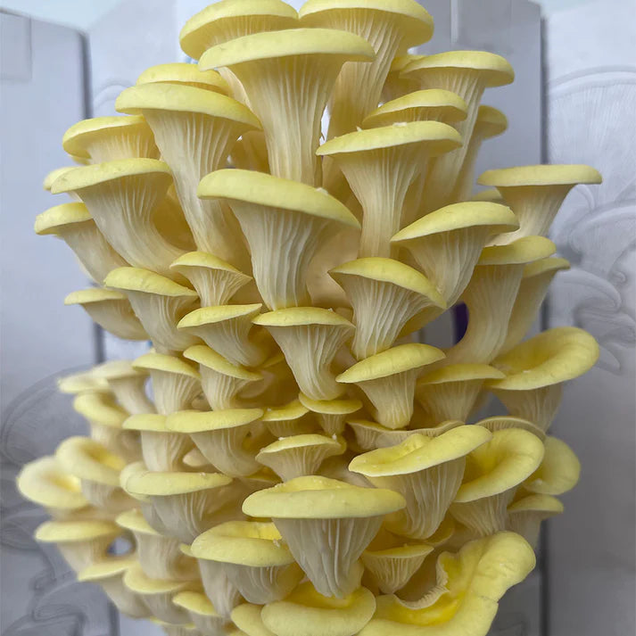 Octarine Organics OO Magic Box | Oyster Mushroom Growing Kit