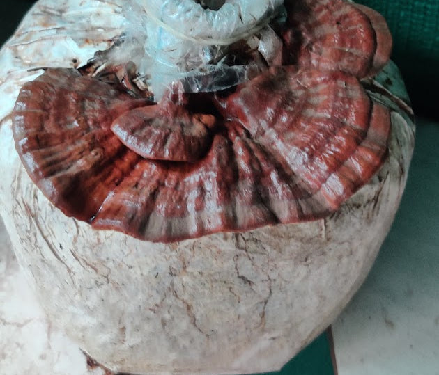 Octarine Organics Brain Gain Combo | Lion’s Mane + Reishi Mushroom Extract