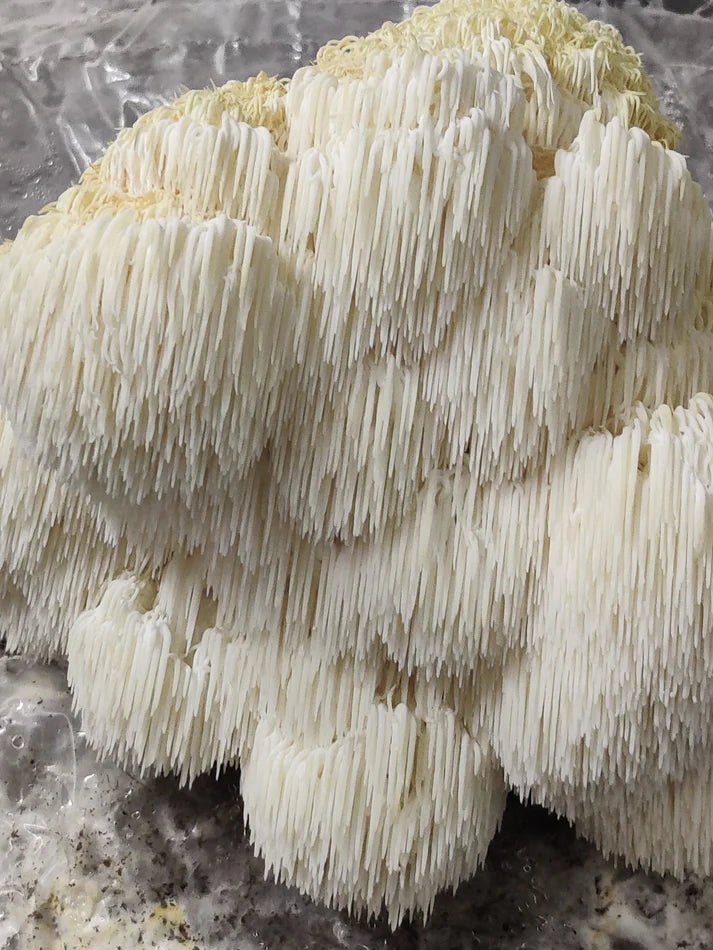 Octarine Organics Mind & Body Combo | Cordyceps + Lion’s Mane Extract | Energy & Focus