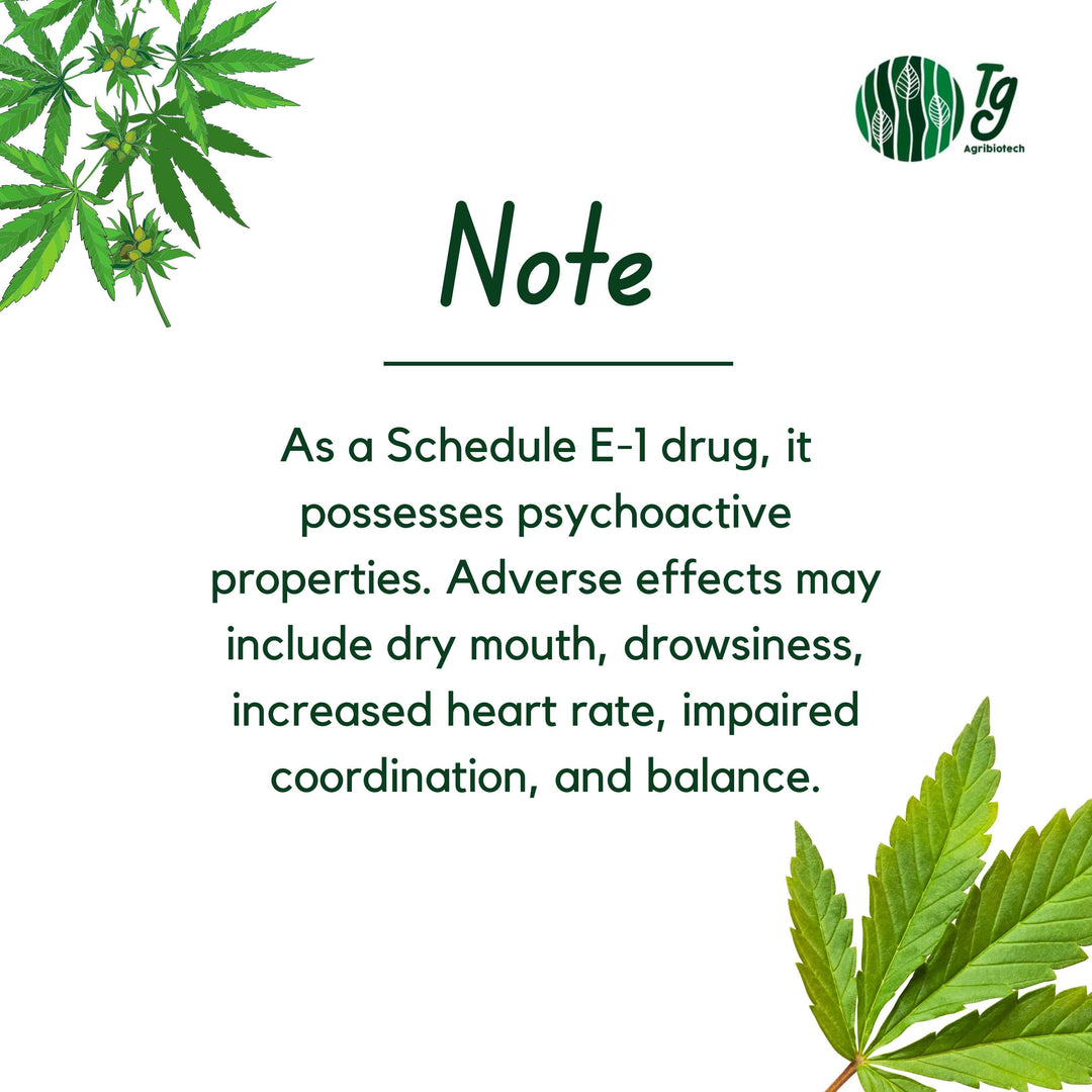 Medicann- Cannabis Leaf Extract - 5 GramsVijaya ExtactMedicann Leaf Extract - Cannabis Pain & Anxiety Relief