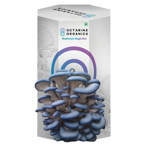 Octarine Organics OO Magic Box | Oyster Mushroom Growing Kit