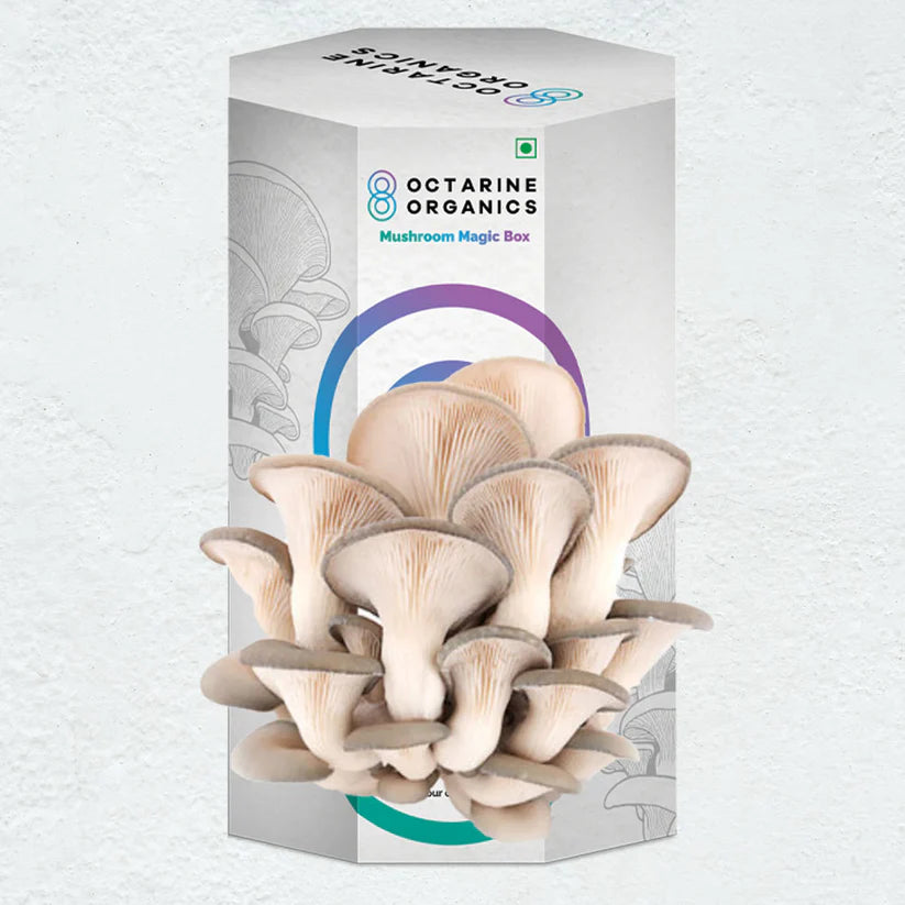 Octarine Organics OO Magic Box | Oyster Mushroom Growing Kit