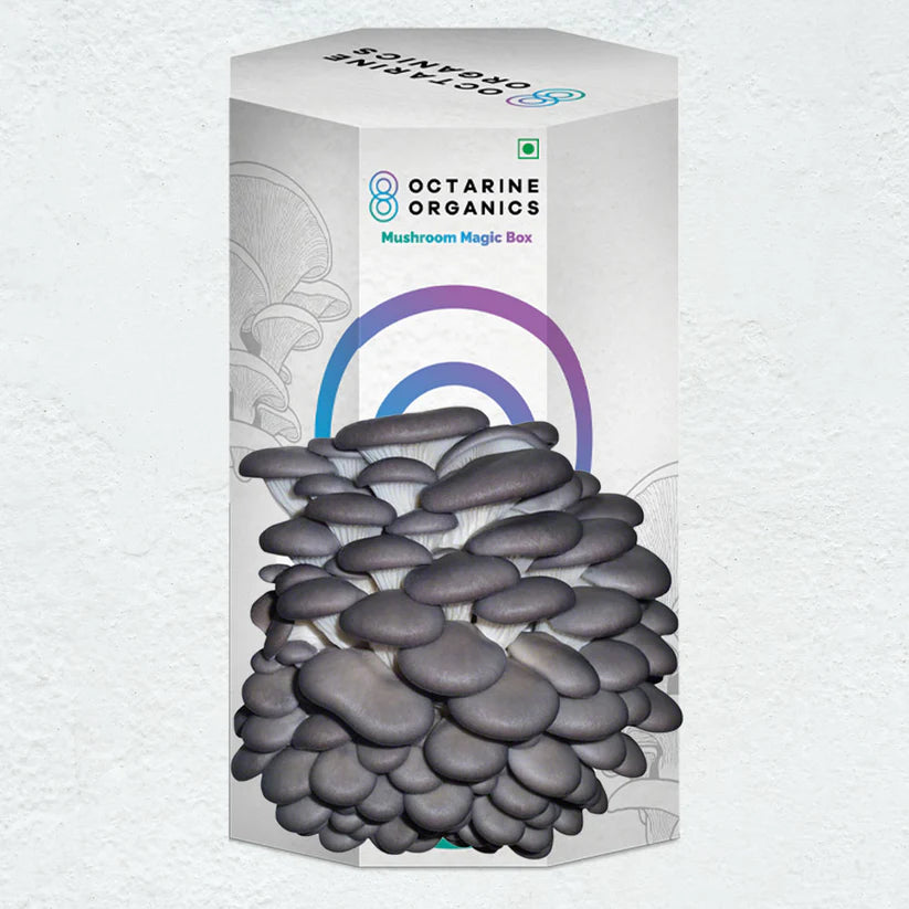 Octarine Organics OO Magic Box | Oyster Mushroom Growing Kit