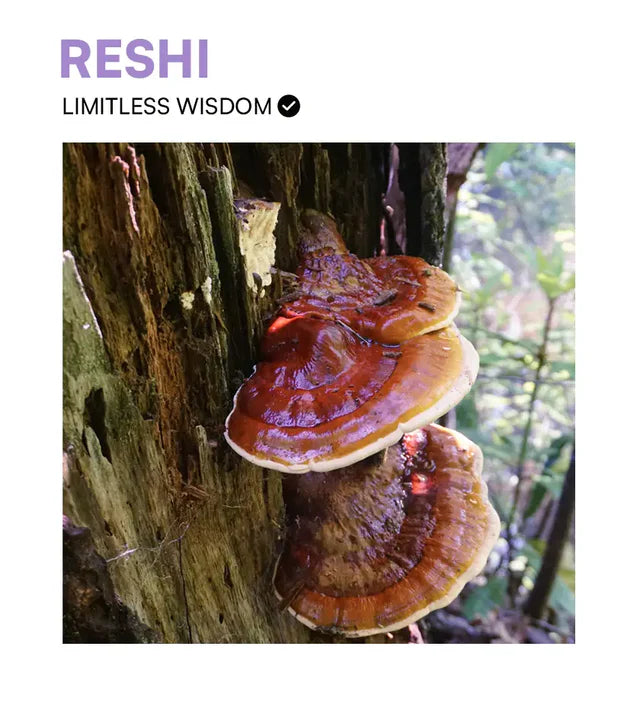 Chimp x Herbs Reishi Tincture| Deep Sleep & Wisdom | 30ml