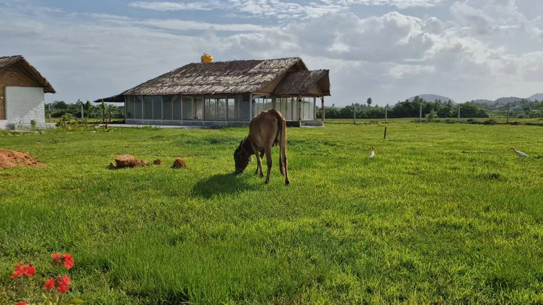 Premium Trauma-Healing Retreat Goa- Deep Release, Renewal & Inner Alignment