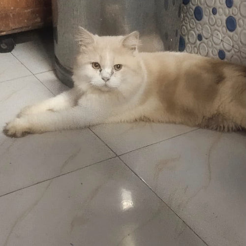 Simba