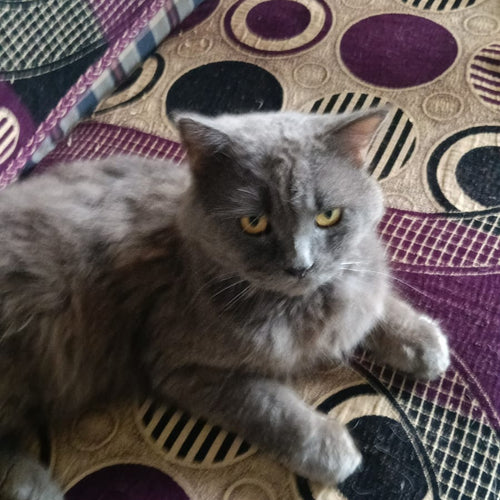 Leo