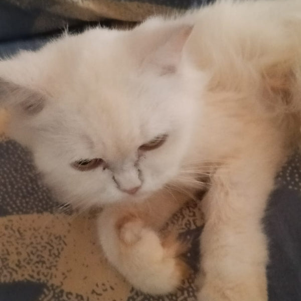 Luna