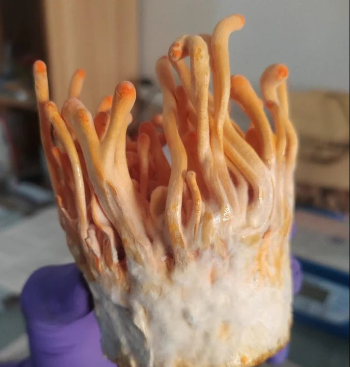 Octarine Organics Mind & Body Combo | Cordyceps + Lion’s Mane Extract | Energy & Focus