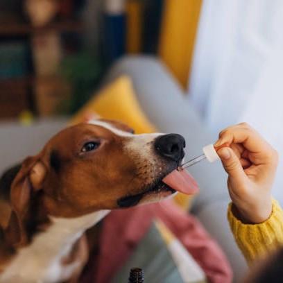 Indie Extracts - Pet Oil | CBD-Rich 1000MG.