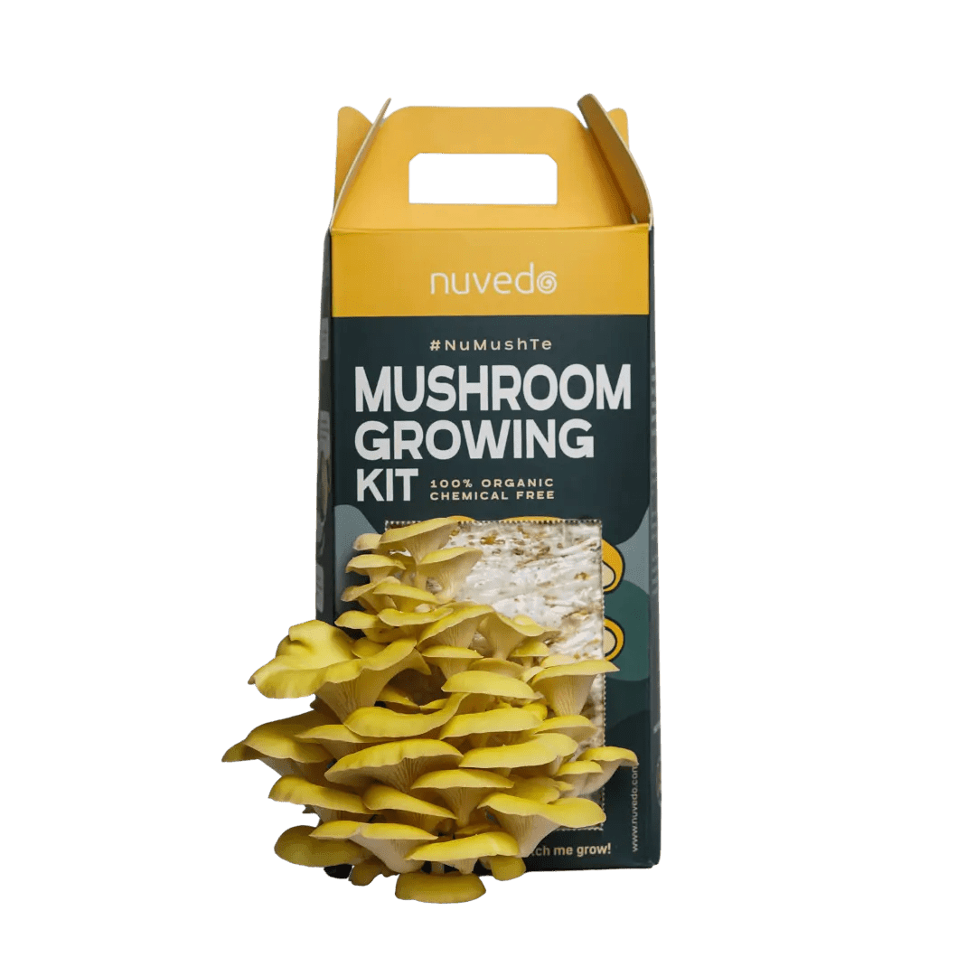 Nuvedo Golden Oyster Mushroom Growing KitMushroom Growing KitNuvedo Golden Oyster Mushroom Growing Kit | CBD Store India