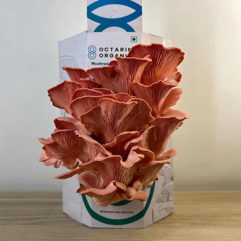 Octarine Organics OO Magic Box | Oyster Mushroom Growing Kit