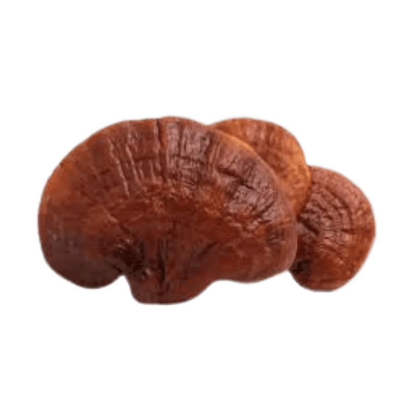 Dried Mushroom - Planet Mushroom - Reishi Mushroom Powder