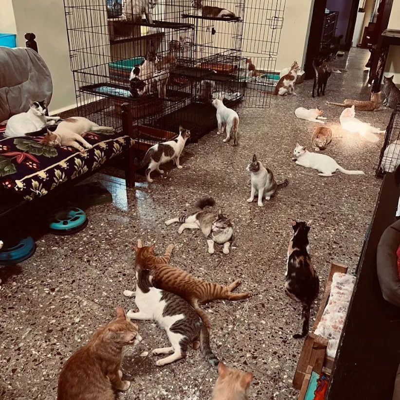 Cat Sanctuary Goa Donation.