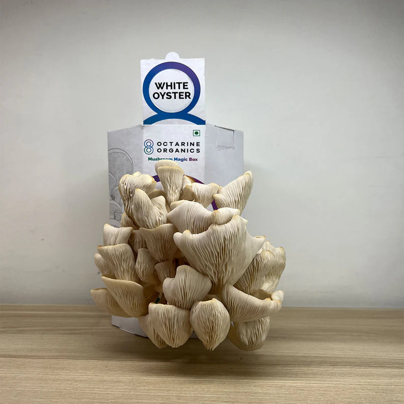 Octarine Organics OO Magic Box | Oyster Mushroom Growing Kit