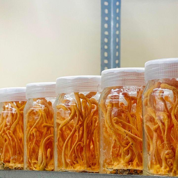 Elinor Organics - Endurance (Cordyceps Capsules 500 mg).