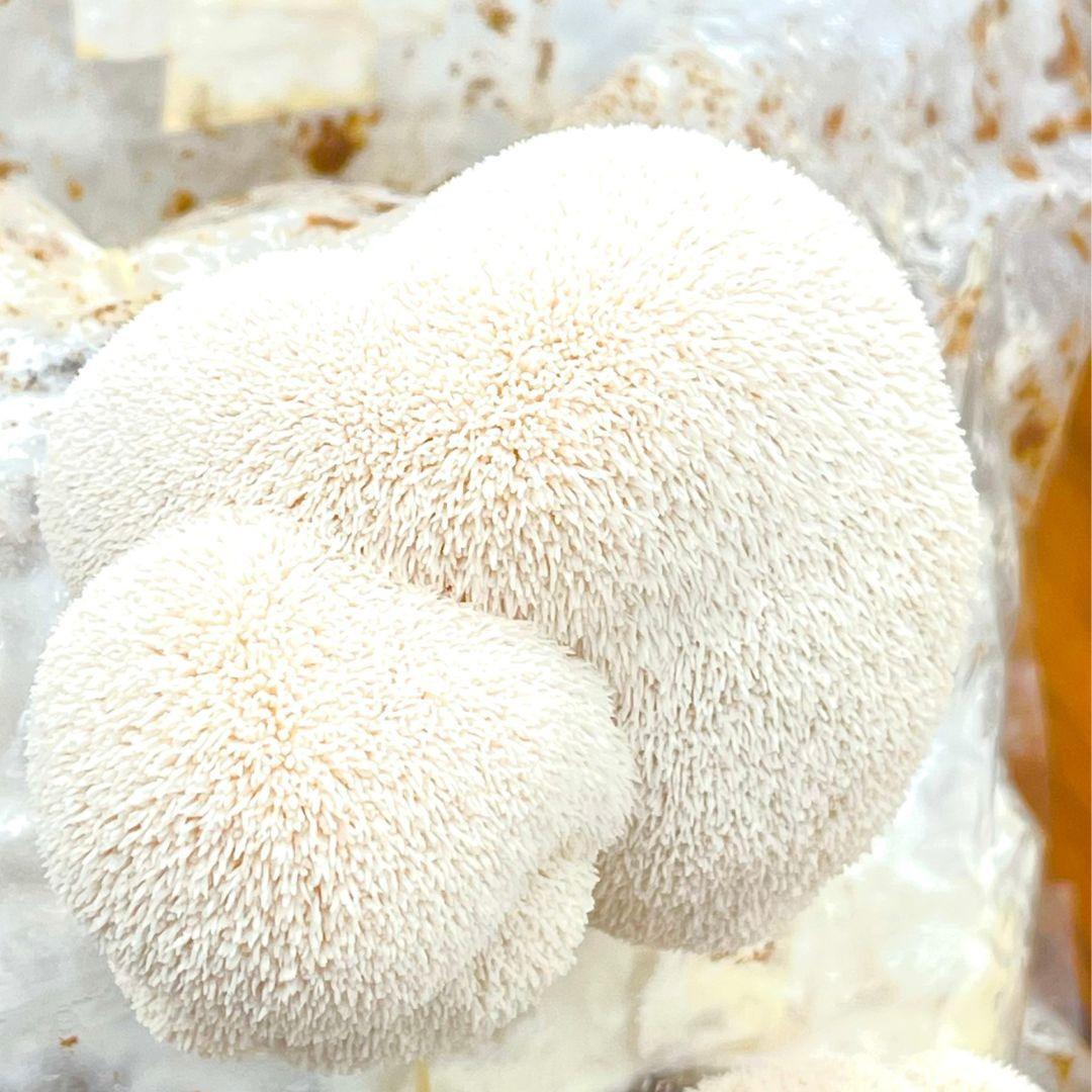 Elinor Organics | Lion’s Mane Capsules.