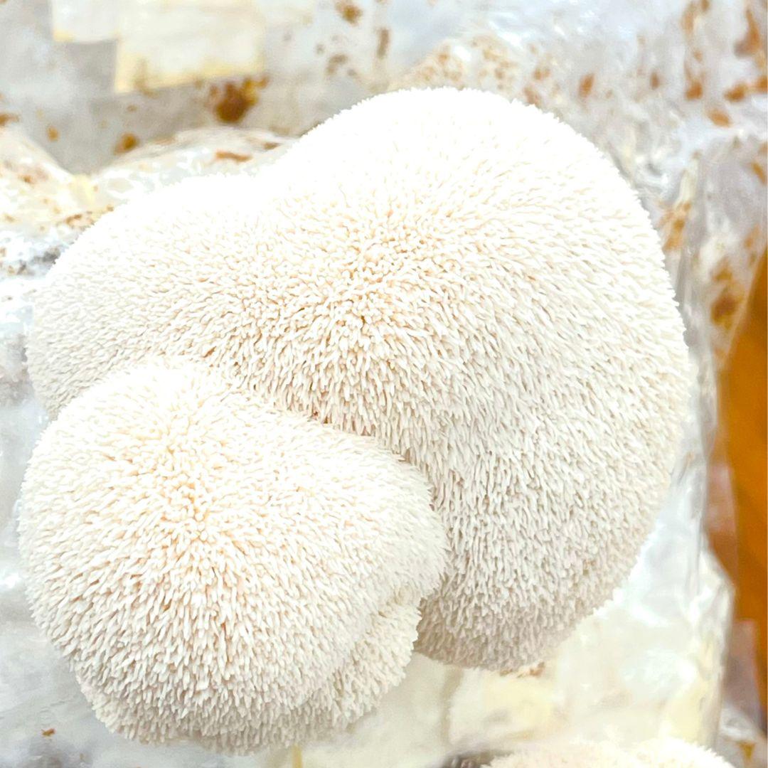 Elinor Organics | Lion's Mane CapsulesFungi CapsuleElinor Organics | Lion's Mane Capsules | CBD Store India