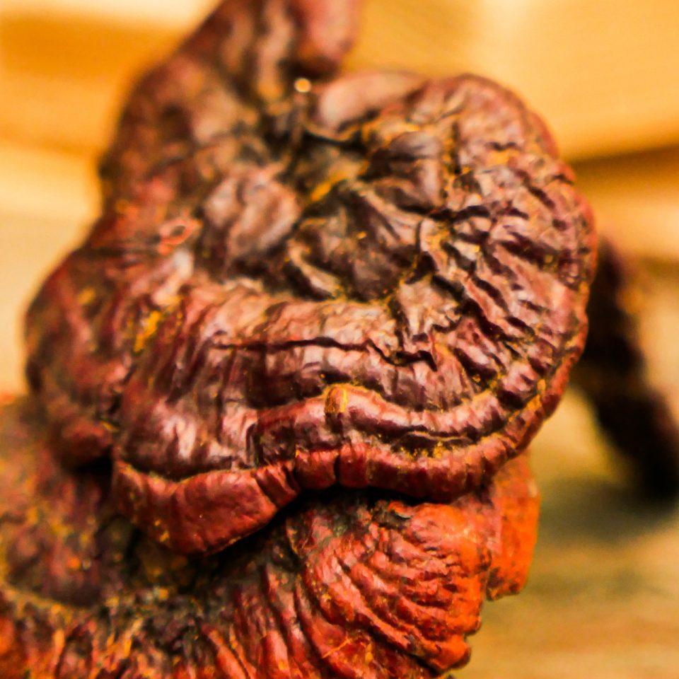 Elinor Organics |  Reishi Tincture (30 ml).